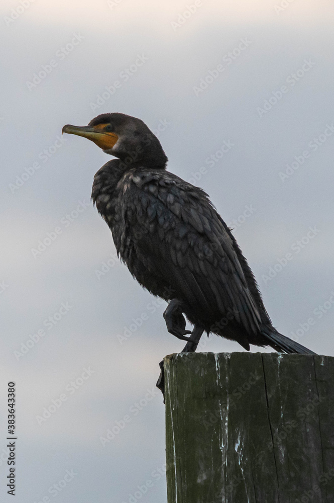 Fototapeta premium Water Bird during sunrise