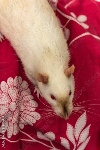 Fancy Pet Siamese Rat