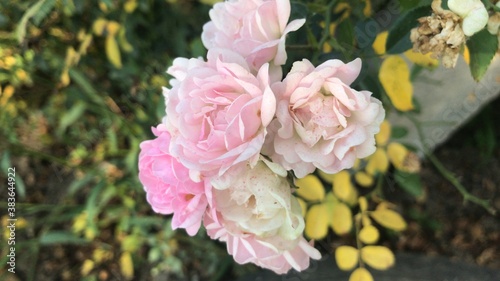 pink rose bush