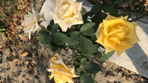 yellow rose on the ground