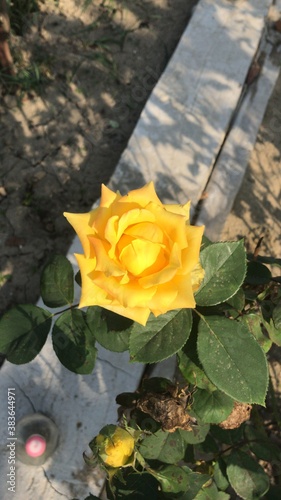 yellow rose in water