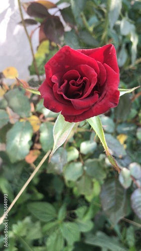 beautiful red rose