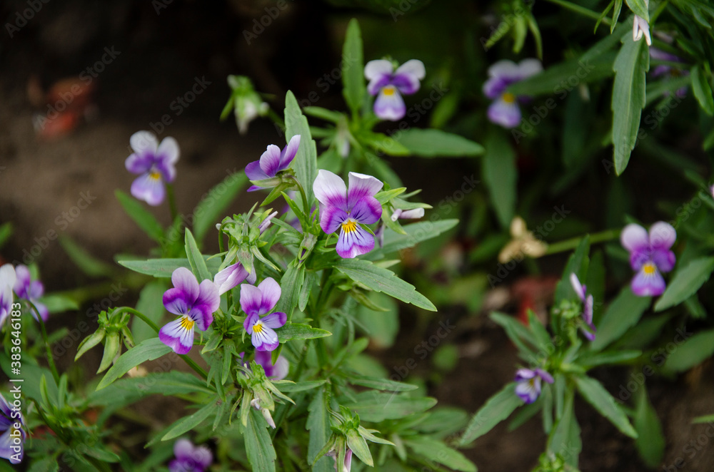 Beautiful purple flower blooms in the garden - violet garden. Beautiful purple flower blooms in the garden - violet garden.