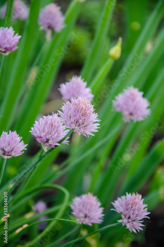 Onion flowers - beautiful lilac umbrellas.