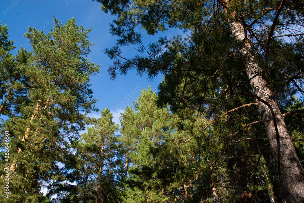 Look up at the tops of the pines and the blue sky. Look up at the tops of the pines and the blue sky.