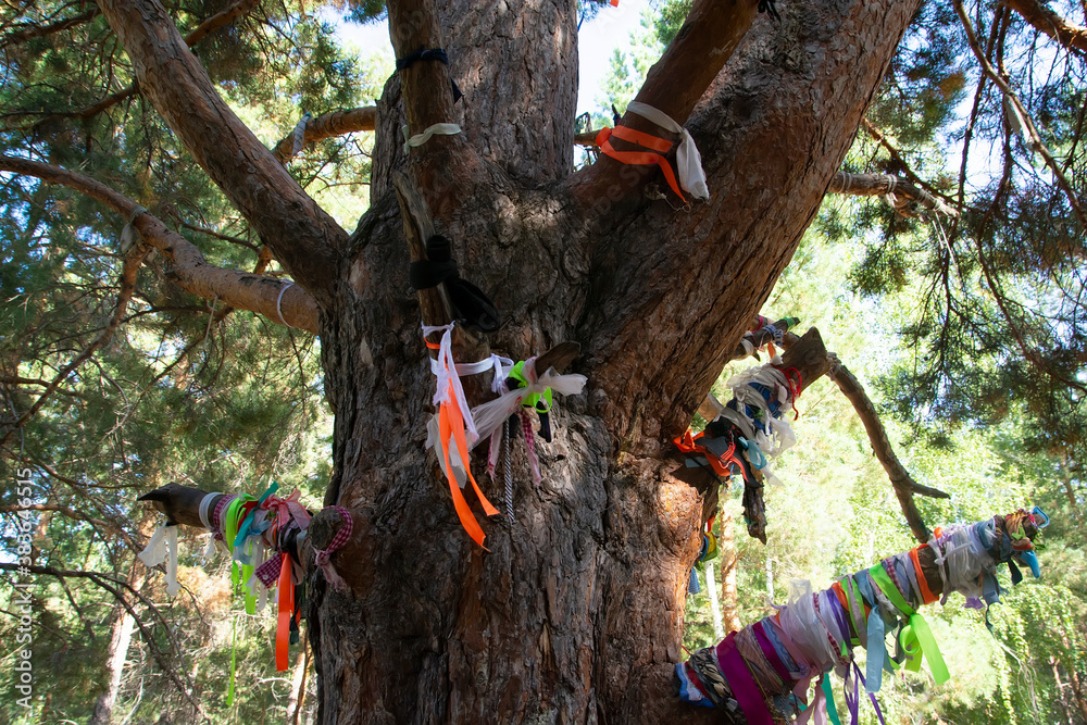 A tree for making wishes, a pine tree in the forest serves as a place of worship. A tree for making wishes, a pine tree in the forest serves as a place of worship.