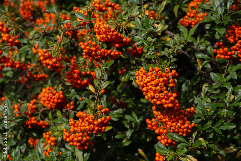 bright orange berries of red rowan shine in the sun on a background of green leaves bright orange berries of red rowan shine in the sun on a background of green leaves