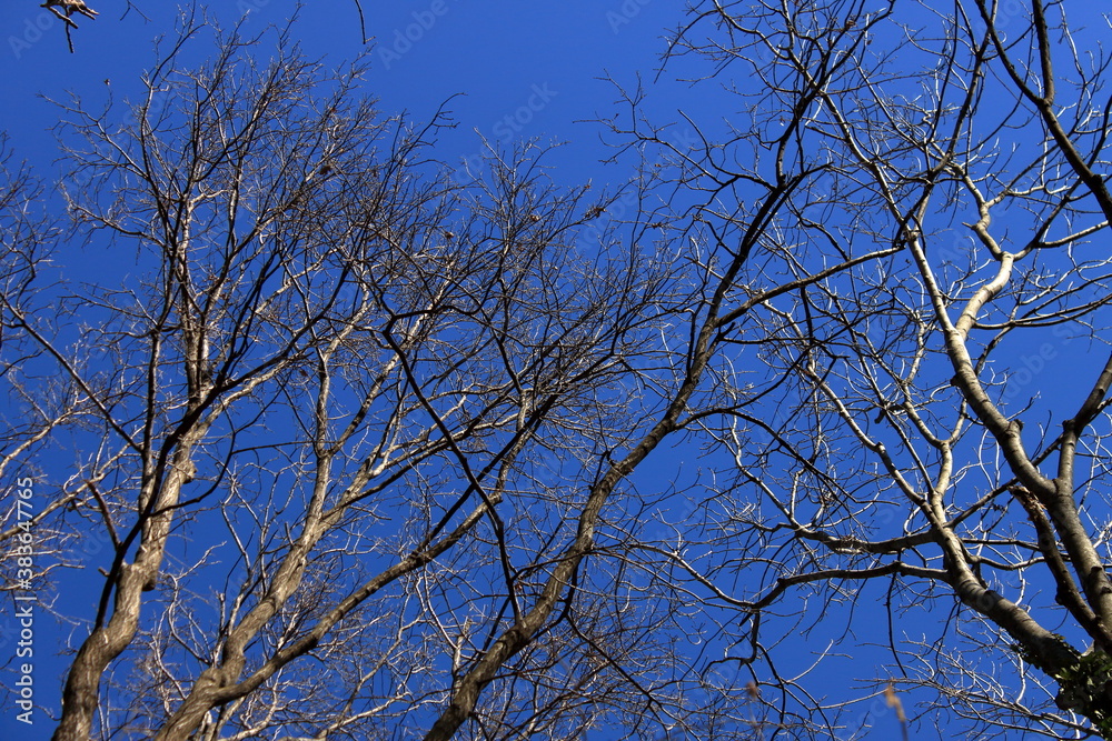 leafless branches of a forest stand out over a winter sky leafless branches of a forest stand out over a winter sky