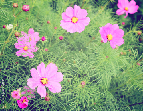 Pink blossom flowers with retro filter effect photo