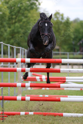  Horse loose jumping on breeders event outdoors