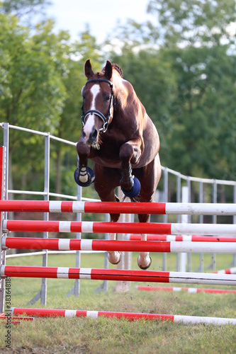  Horse loose jumping on breeders event outdoors