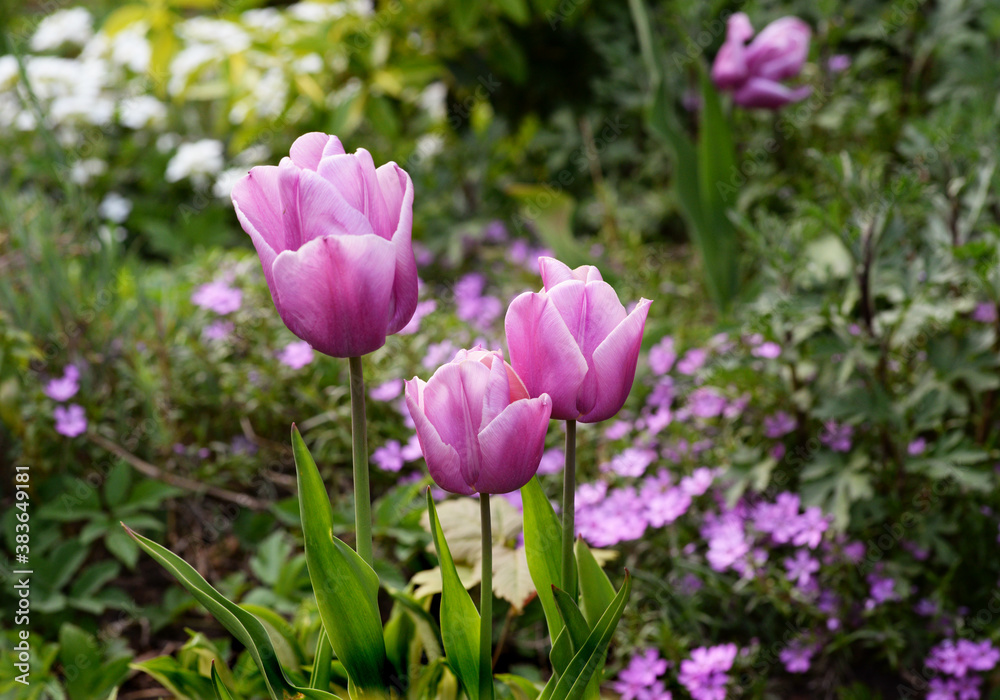 Flowers in the spring garden