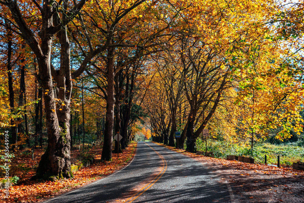 Fall Roads