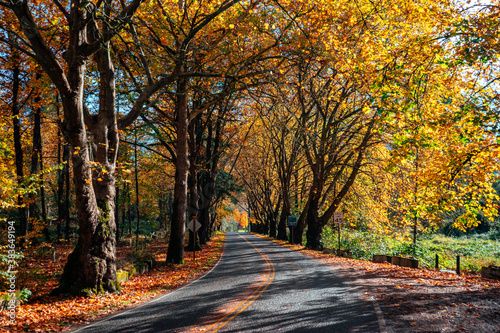 Fall Roads