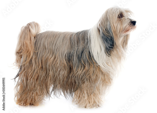 Fotografia Tibetan terrier