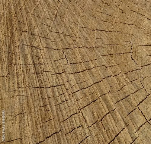 Light brown texture of cut tree