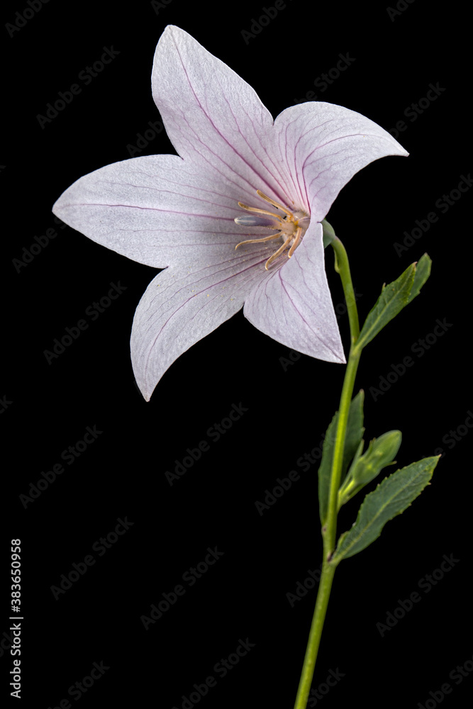 Pink flower of Platycodon grandiflorus or bellflowers, isolated on black background Pink flower of Platycodon grandiflorus or bellflowers, isolated on black background