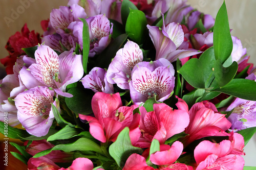 A bouquet of purple and scarlet alstroemerias on a light background, macro photography, horizontal orientation. photo