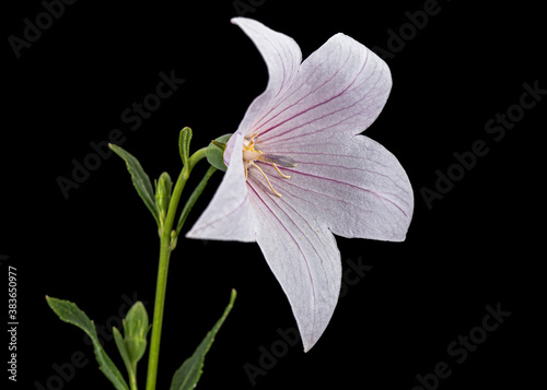 Pink flower of Platycodon grandiflorus or bellflowers  isolated on black background