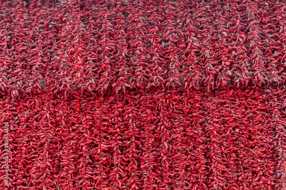 A lot of red peppers hanging on the wall of house and drying on traditional way. Traditional drying paprika for spice and powder. 