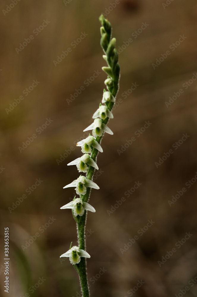 Autumn Lady's Tresses orchid flowers - Spiranthes spiralis