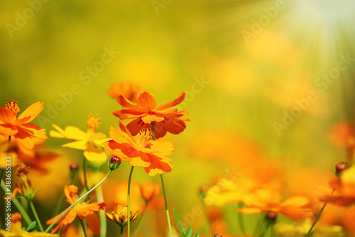 Beautiful Yellow Cosmos (Cosmos sulphureus) flowers blooming in the garden on a sunny autumn day. Copy space. 