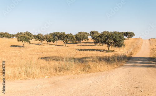 wide steppe of golden color. a small dirt road between the steppe. beauty of the Alentejo area in Portugal
