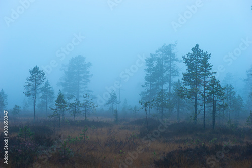 Wetland in foggy rainy evening