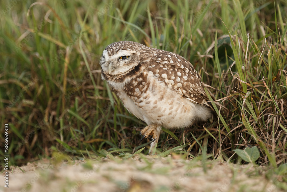 Burrowing owl with a green grass background Burrowing owl with a green grass background