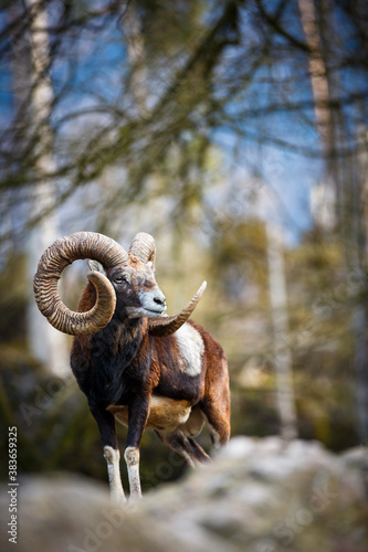 The mouflon (Ovis orientalis) photo