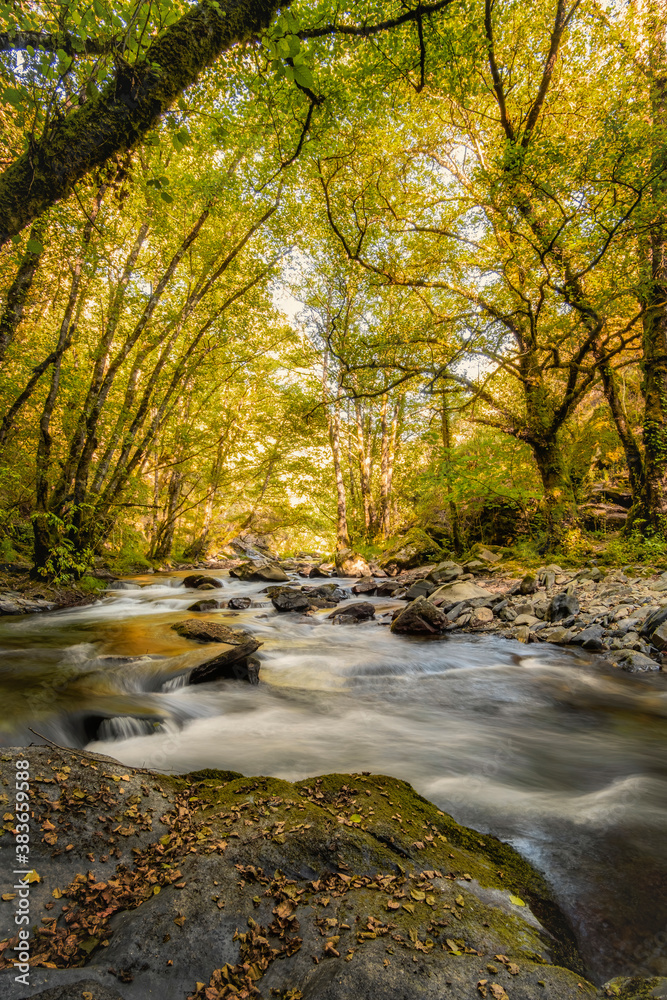 rushing river flows downstream between trees that have begun to change the colour of their leaves with the arrival of autumn, river Lor, Ferreiros de Abaixo, Sierra de Courel, Lugo, Galicia , Spain