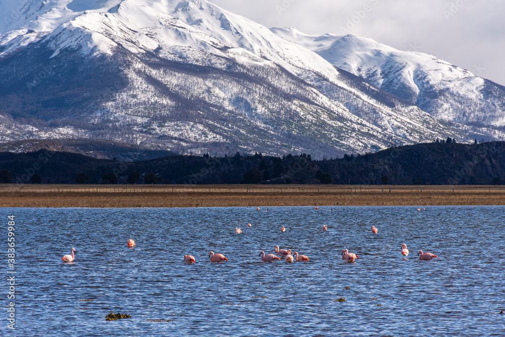 Scene view of Chilean flamingos (Phoenicopterus chilensis) in the lake against Andes snowcapped mountains during winter season in Esquel, Patagonia, Argentina