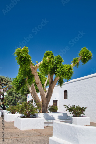 image of tree on the island of Lanzarote, Canary Islands.