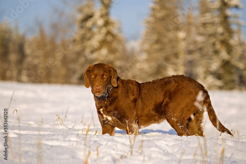 Chesapeake Bay Retriever playing in scenic snow landscape, looking, alert.