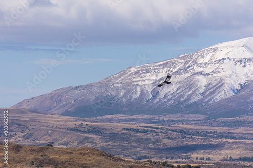 Scene view of an Andean condor (Vultur gryphus) flying against snowcapped Andes mountains, Patagonia, Argentina