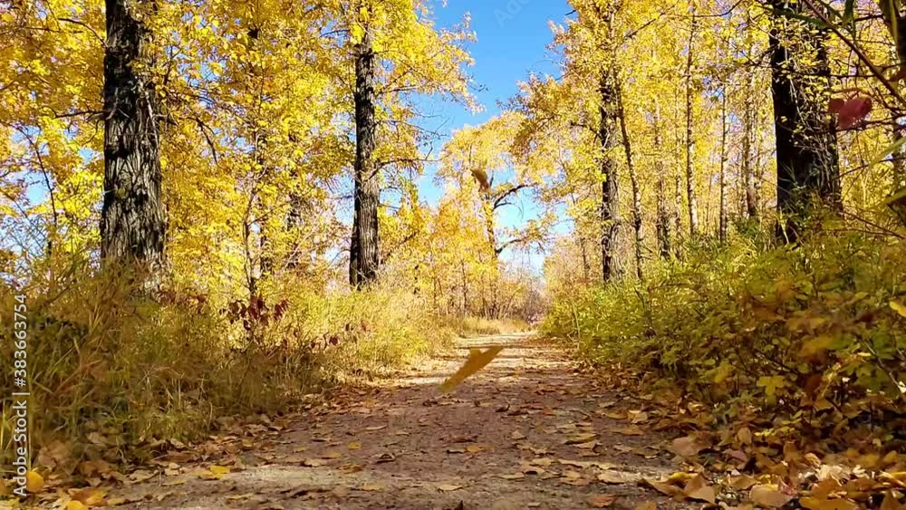Falling leaves on a pathway through vibrant yellow trees during autumn Falling leaves on a pathway through vibrant yellow trees during autumn
