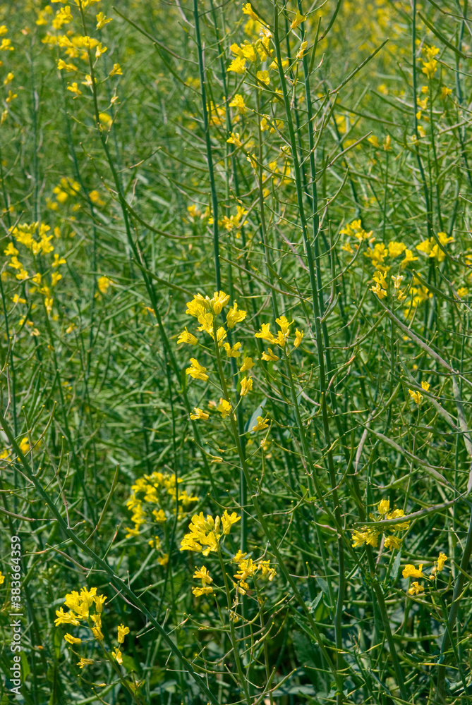 Fototapeta premium 見沼田圃の野草・セイヨウアブラナ