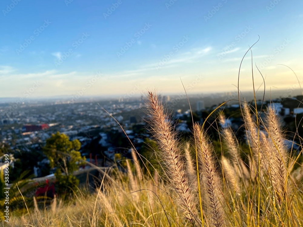 a view of Los Angeles from the Hollywood Hills (West Hollywood)