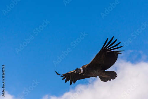 Low angle view of andean condor (vultur gryphus) flying against blue sky