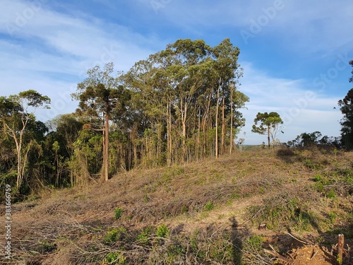 sítio fazenda madeira, estrada