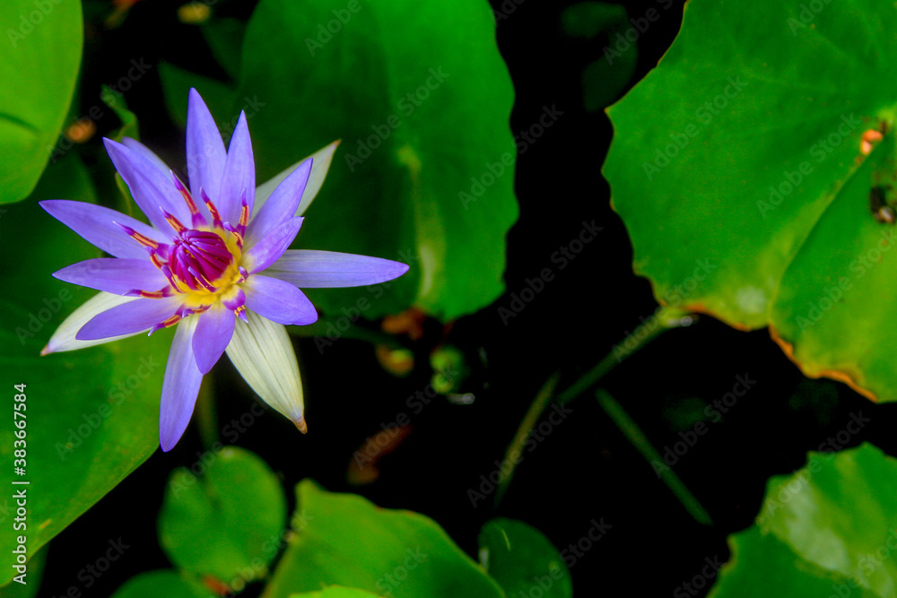 Nymphaea nouchali blue lotus close up Nymphaea nouchali blue lotus close up