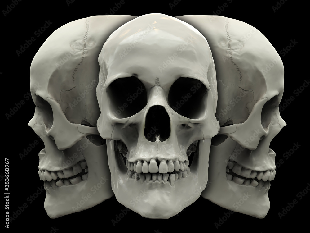 Obraz premium Human skull - front and profile