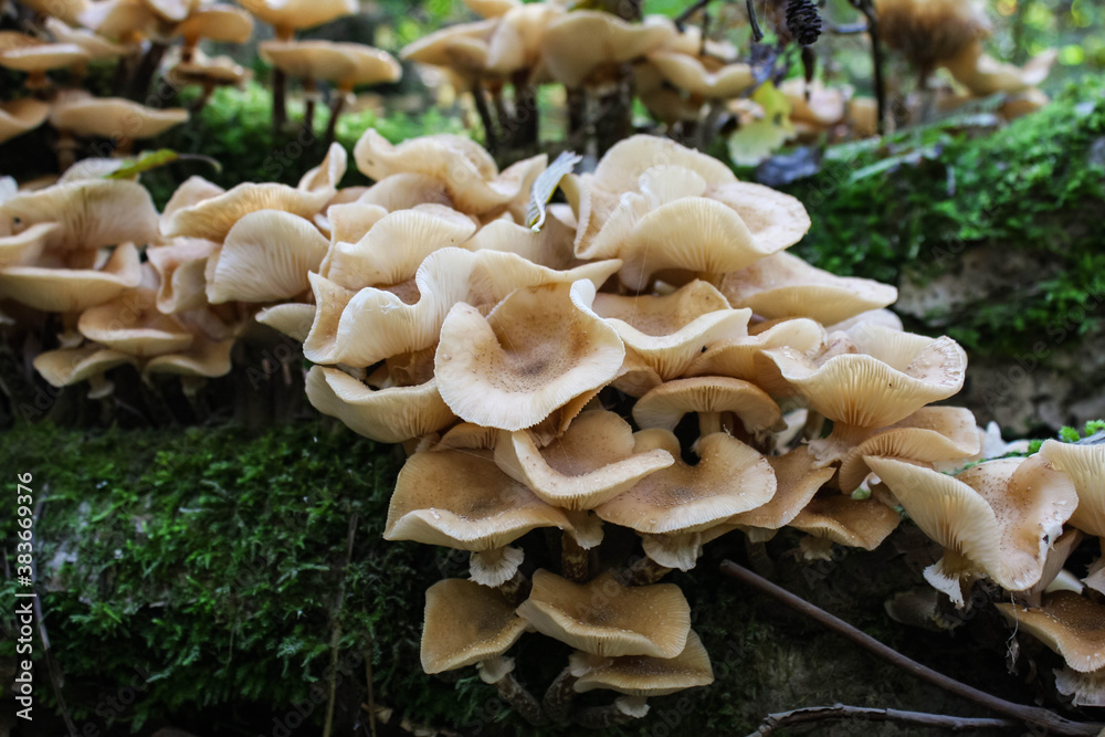 Honey Mushrooms Armillaria mellea, a wild and fresh cluster Honey Mushrooms Armillaria mellea, a wild and fresh cluster