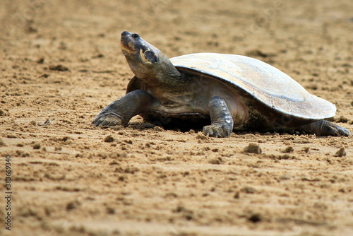 Arrau turtle (Podocnemis expansa) during the spawning season at the 