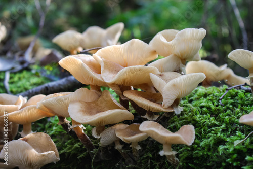 Honey Mushrooms Armillaria mellea, a wild and fresh cluster