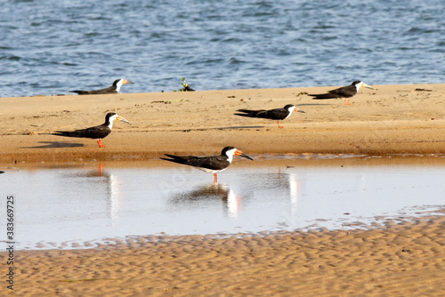 Group of black skimmer (Rynchops niger) on a sand bank of the Xingu River near the city of Senador Jose Porfirio, Para, Brazil. photo