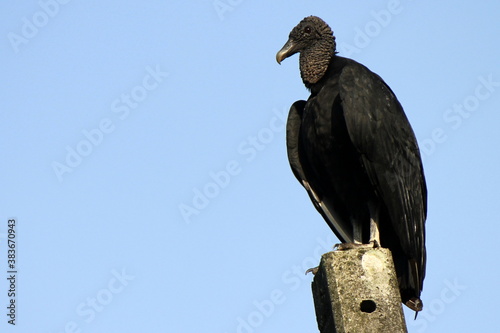 Photo of a black vulture (Coragyps atratus) resting on a power pole photo