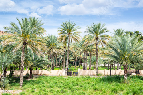 Palms Birkat al mud photo