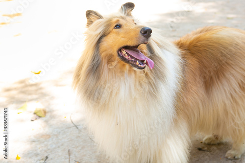 Portrait of a female Rogh Collie in a park © willbrasil21