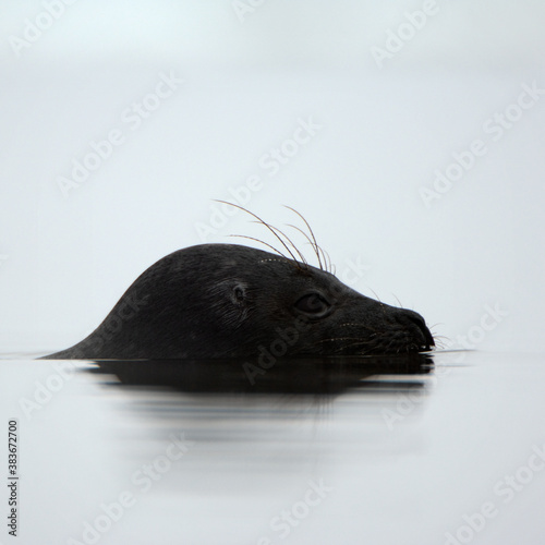 Profile portrait of Ladoga seal. photo